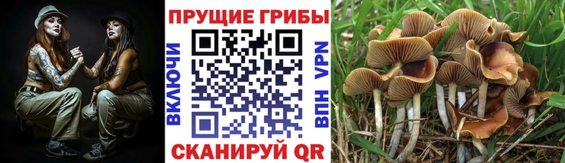 Псилоцибиновые грибы мухоморы  Сельцо 